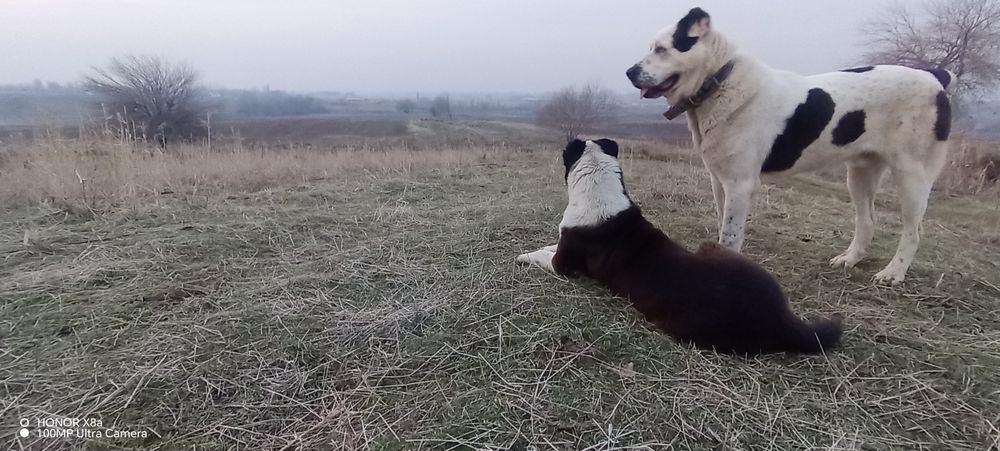 Алабай чисто кровь