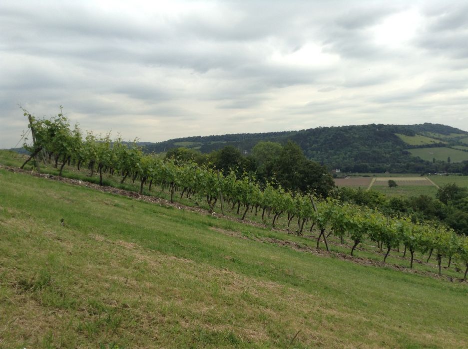 Земеделска земя в Брестовица