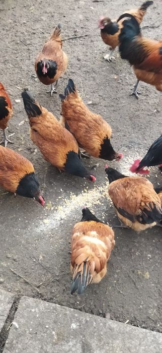 Ouă Vorwerk de la găini 2025