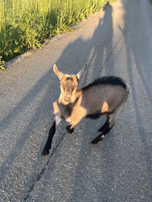 Iezi metis alpin si saanen a