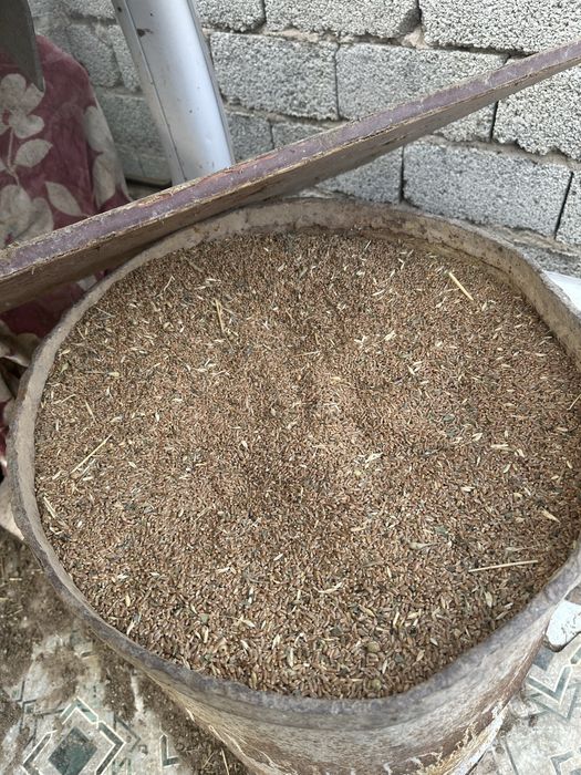 Бидай местный Казгурт