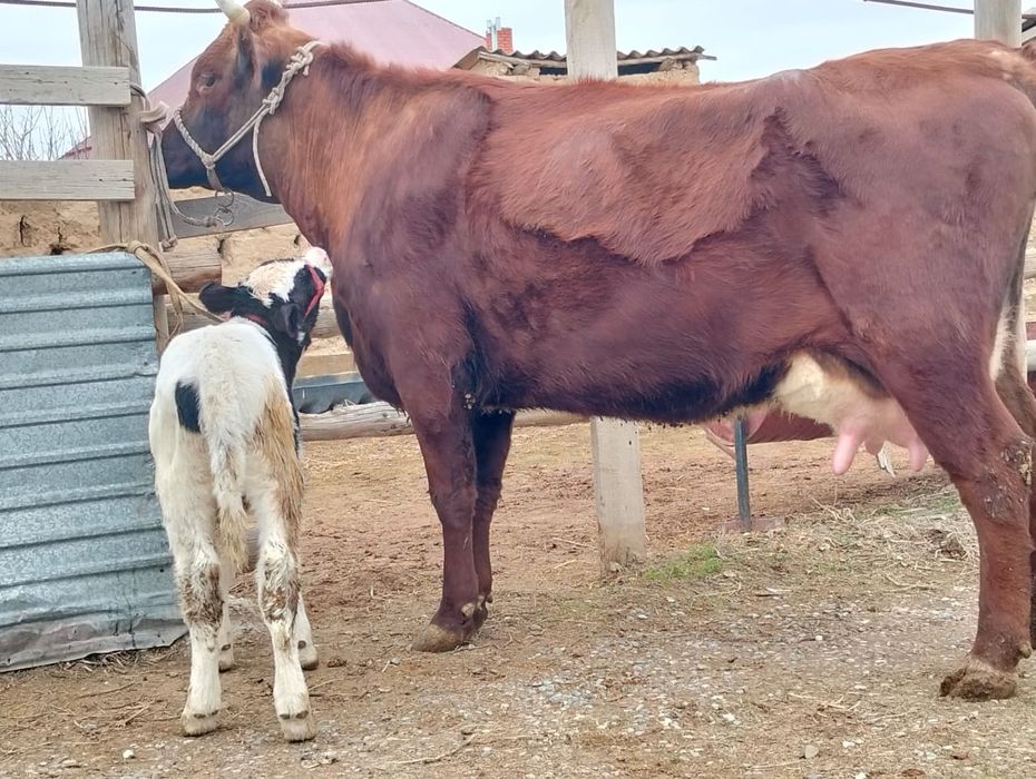 Бұзаулы сиыр сатылады