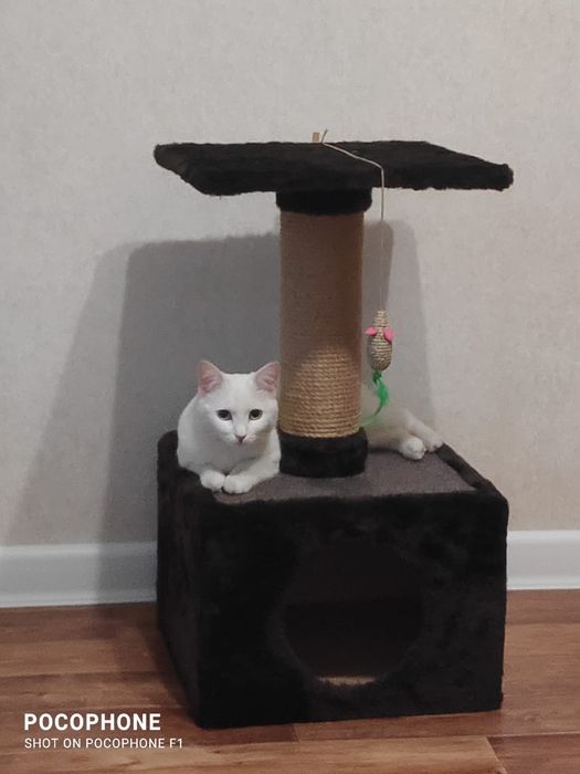 Потерялась кошка.