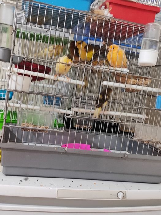 Канарейка модалар. 200мингдан 500мингача яхшилаб окиб тел килинг