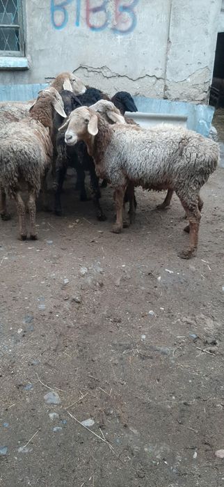 Койлар сатылады.