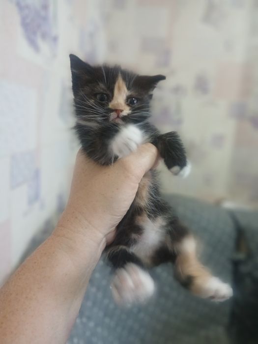 Отдам кошечку в добрые руки