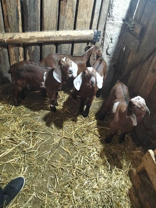 Vînd ieduți de 6 saptamini