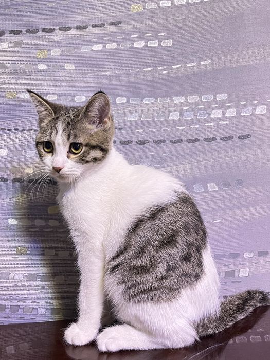 скоттиш страйт 4 месяцев