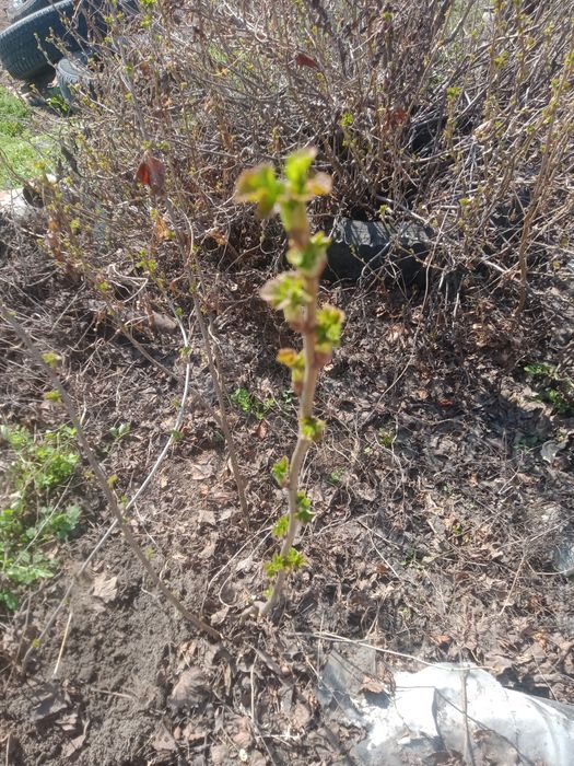 Продам саженцы, смородины