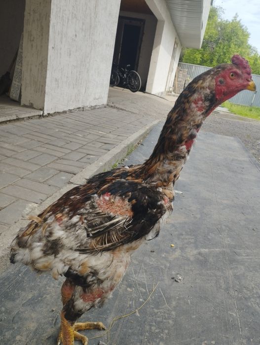 Прадам джуджика кореец