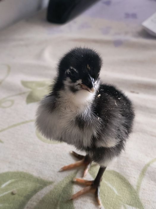 Puișori australorP negru