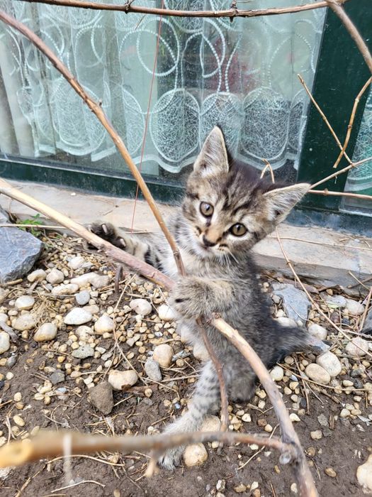 Котята бесплатно