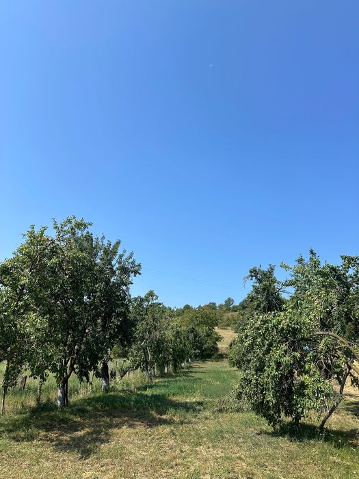 Prune pentru țuică calitatea 1