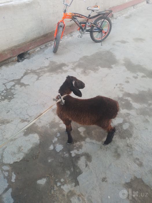 Qazoqi  q6chqorbarra  sotiladi