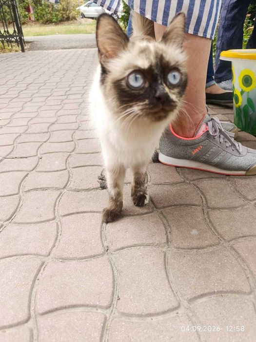 Кошку даром отдам