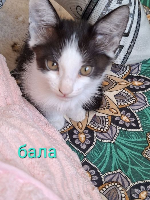 Котята бесплатно