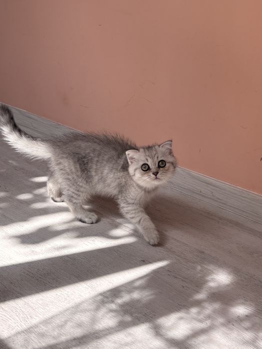 Scottish Fold Chinchilla-femelă