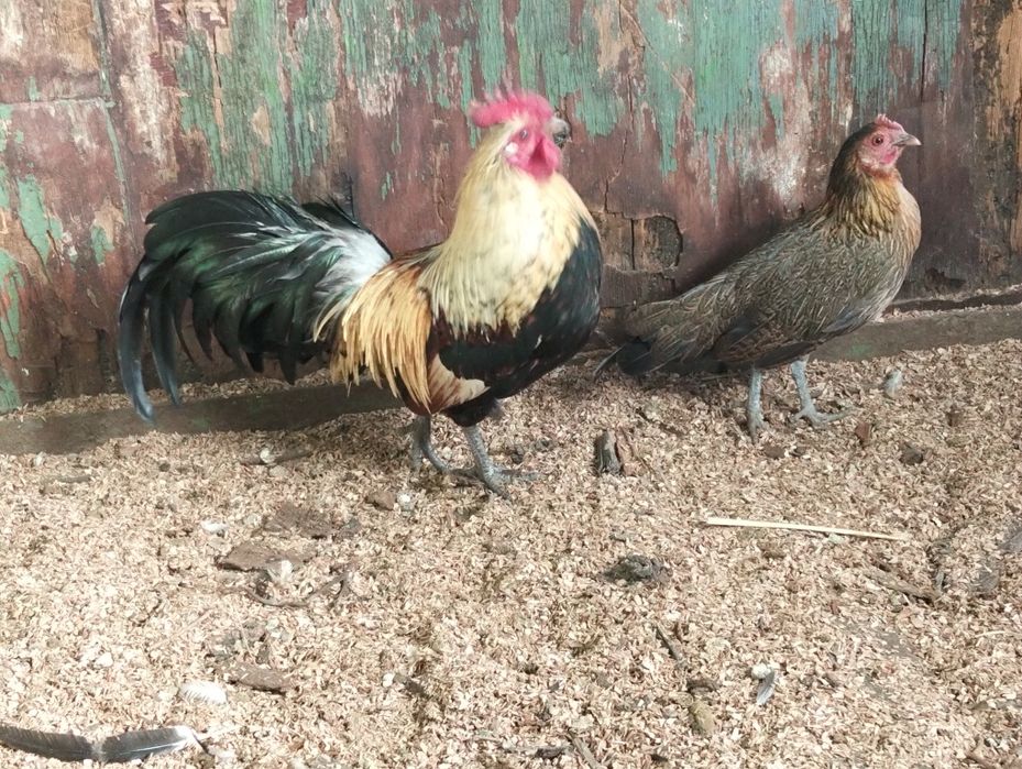 Продам пару Фениксов