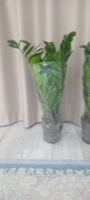 Замиакулькас. Долар