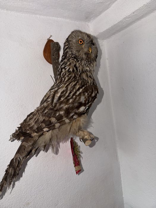 Vand fazan, bufnita si uliu impaiate