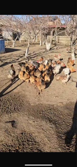 Кучин жұмыртқалары бар