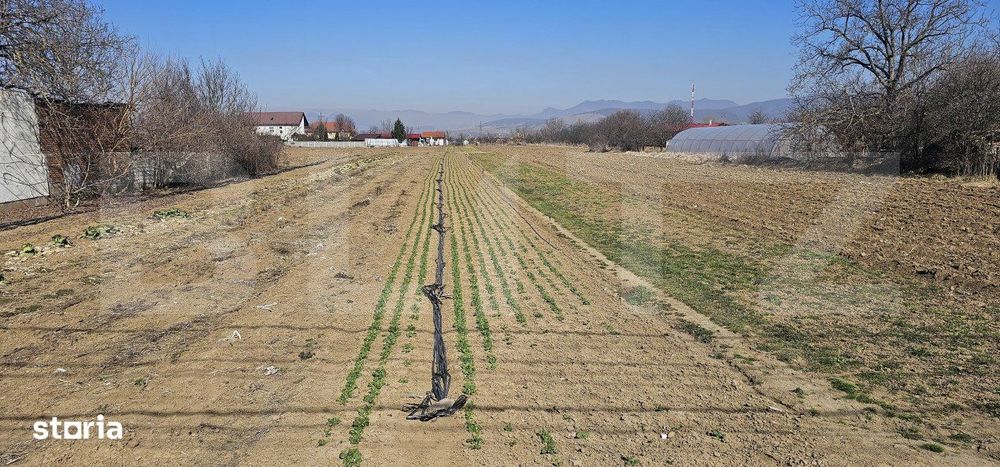 Teren intravilan de vanzare, 4550 mp, in zona Santuhalm