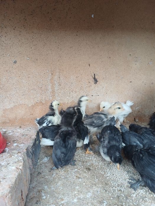 Япон чойнак товук