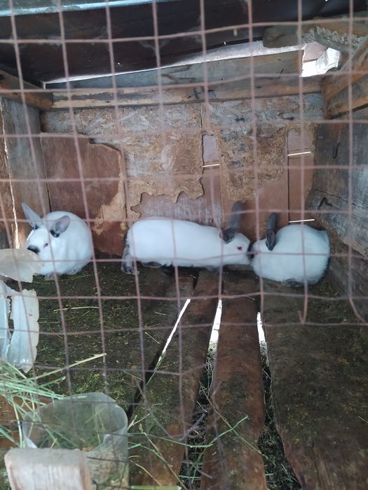 Продам кроликов.