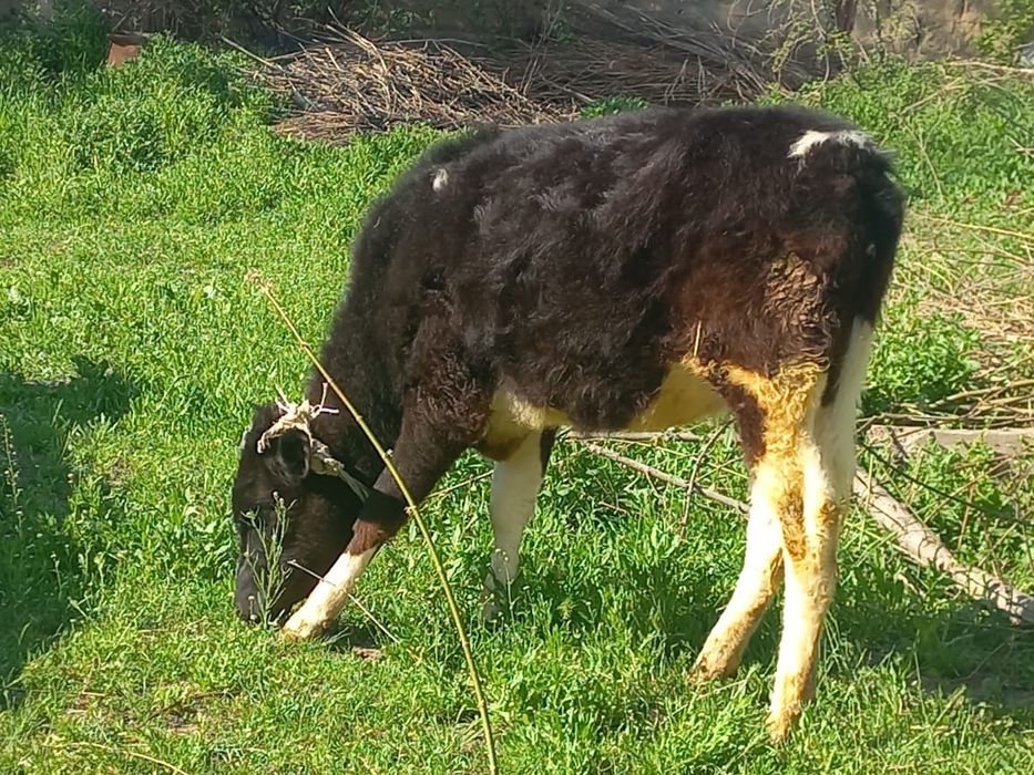 Бұзау 1 жастан асқан