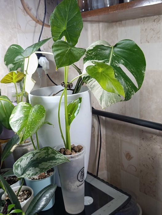 Цветы Фергана,Алоказия Одора коупнокорневищная