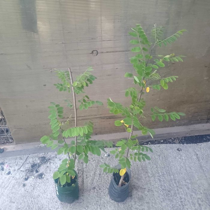 Salcam roz vascosa 1-1,3m