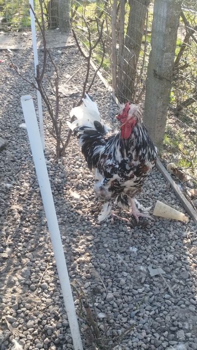 Ouă pentru incubat disponibile