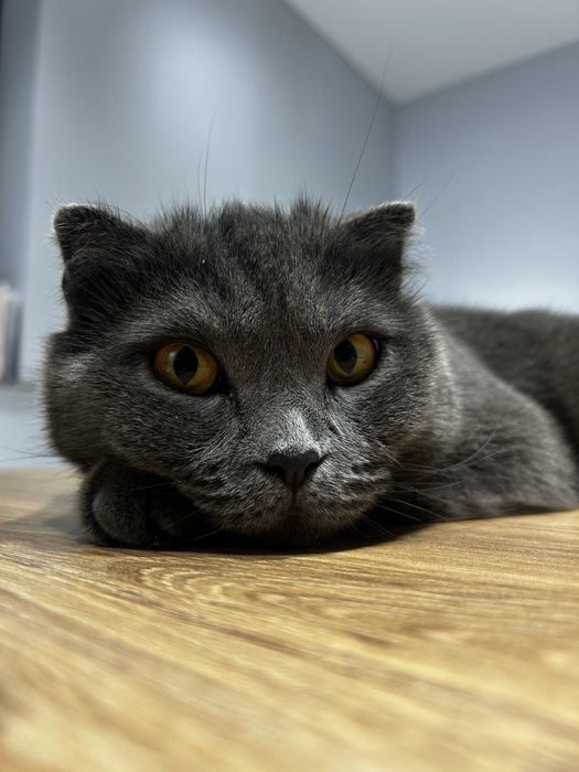 Отдам кошку в хорошие руки