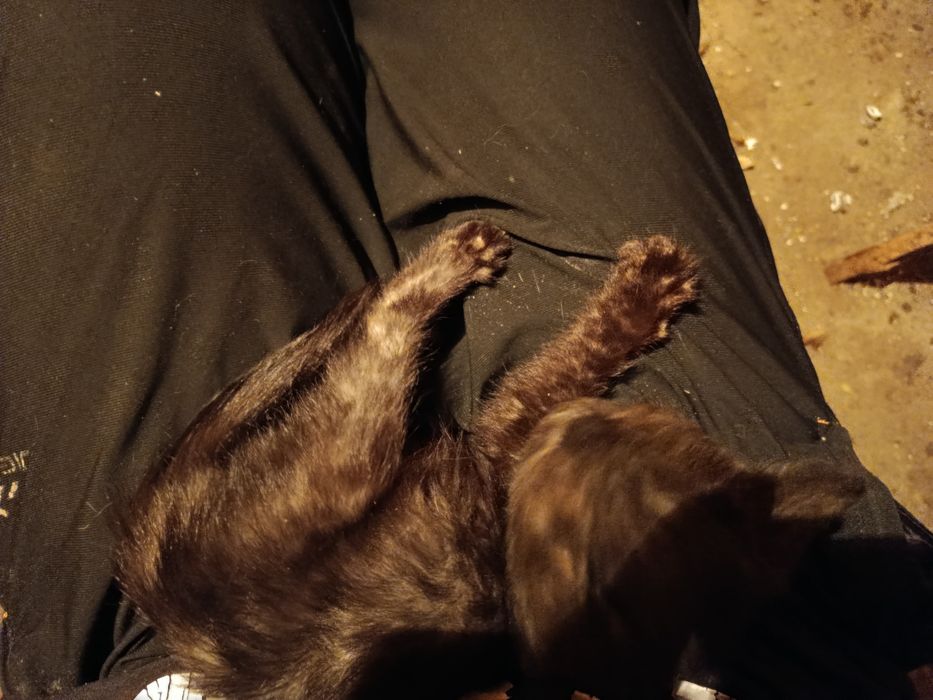 отдам котят бесплатно