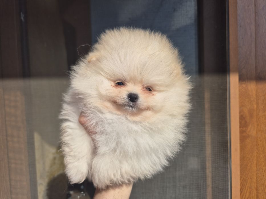 Кремави и бели померанчета