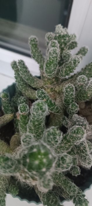 Продаю два вида кактусят