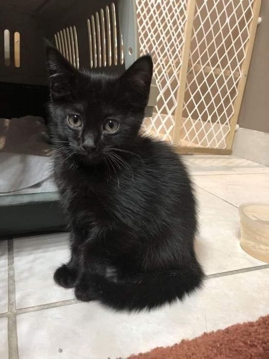 Домашние черные котята чистые