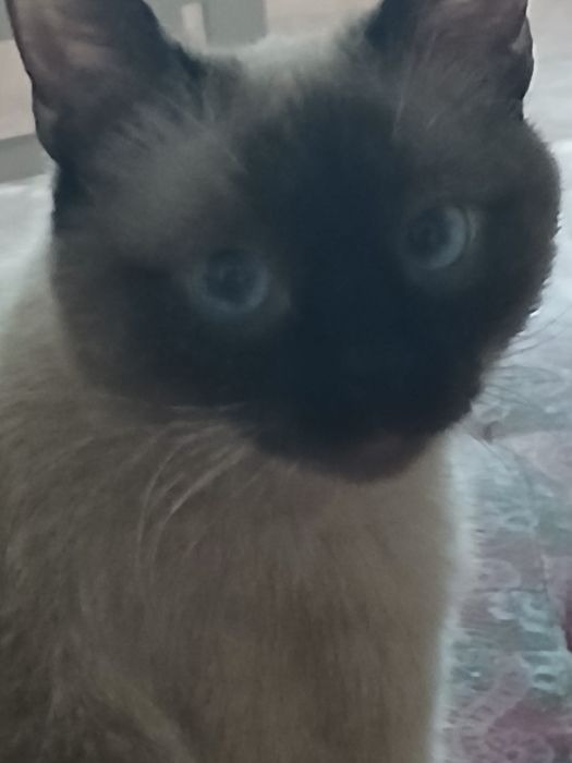 Тайская шотландская порода