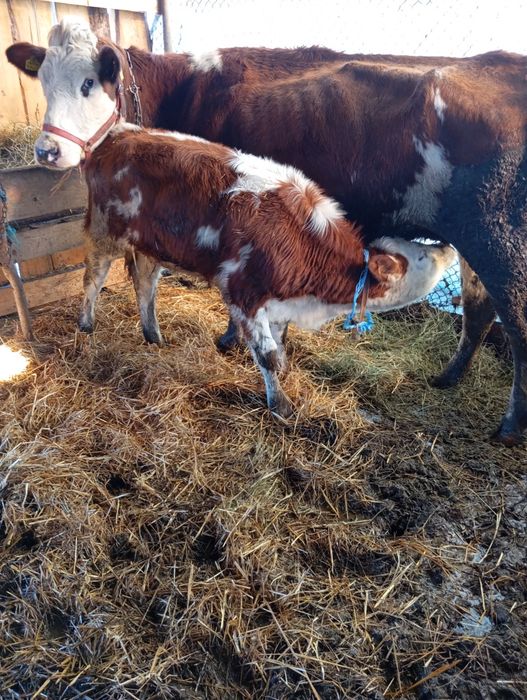De vânzare o bunică la prima fatare