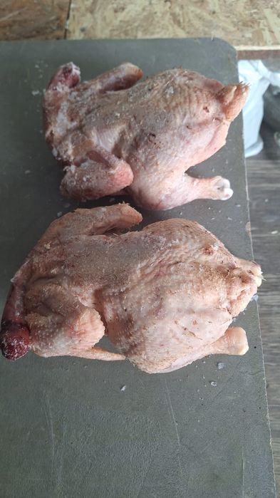 Продаем домашних броллеров