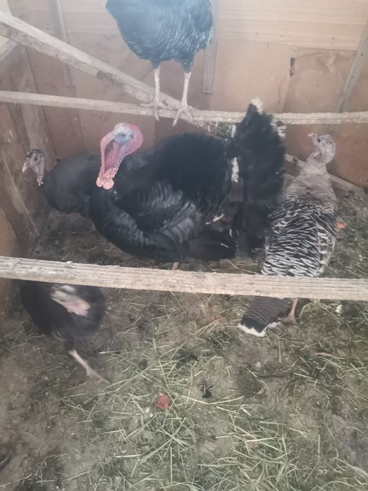 Продам индюк  Срочно