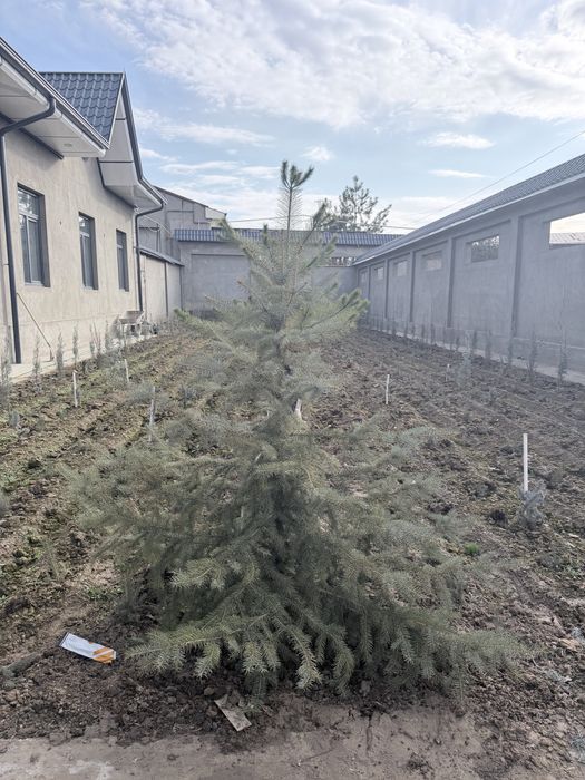 Goluboy yel 1,5 m dan bor bittasi 1m balandroq moslashtirilgan bizni