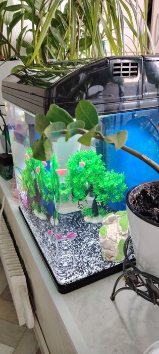 Новый завадскойАквариум