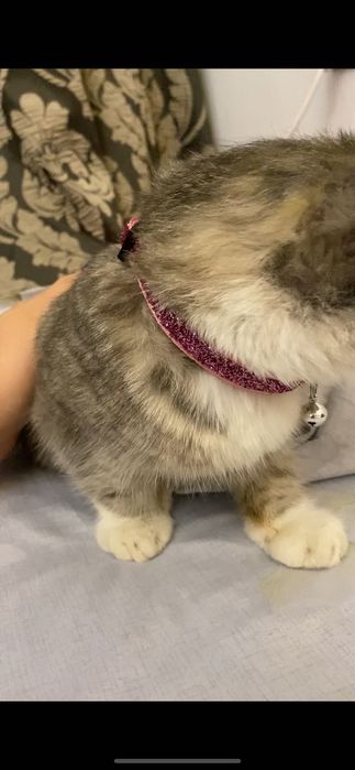 Скоттиш фолд(вислоухая)