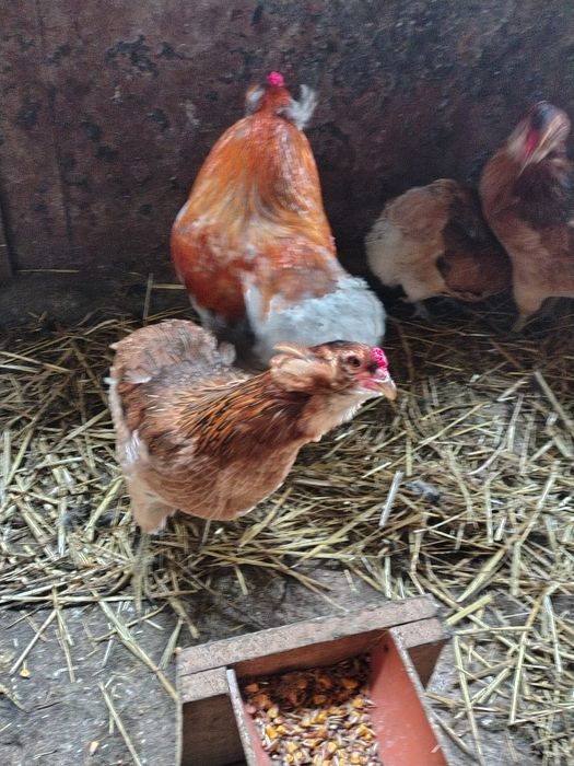 Vând ouă de araucana