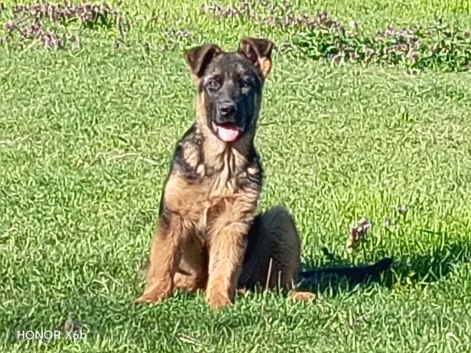 Немски овчарки на 3 месеца