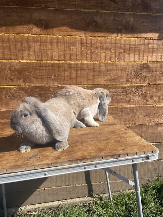 Berbecii germanii masculi