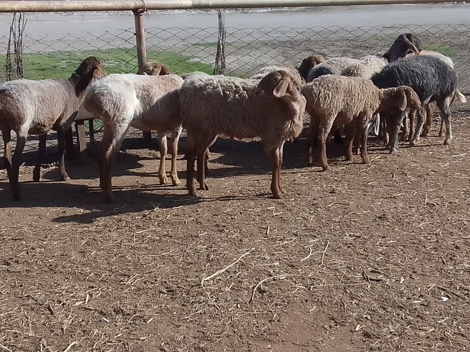 Киргиз мода арашан куйлари