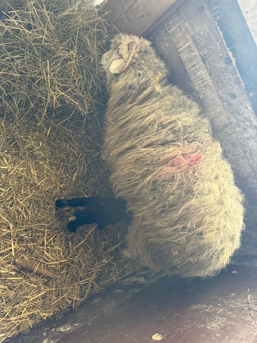 Oii și miei de vânzare