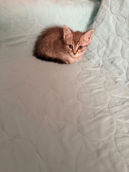 Котенок 2,5 месяца